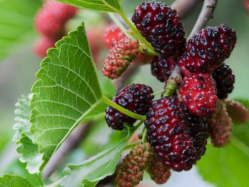 Шелковица купить саженцы из питомнике в Троицке
