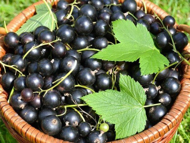 Смородина купить саженцы из питомника в Троицке