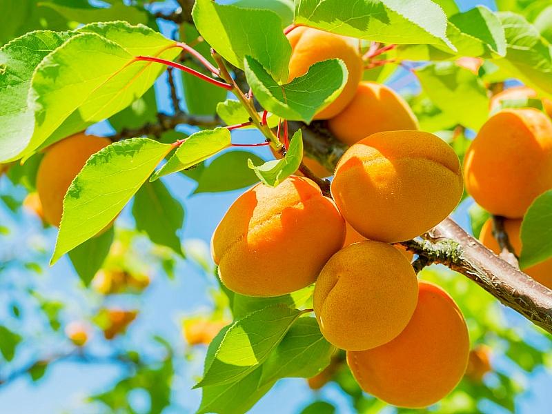 Абрикос купить саженцы из питомнике в Троицке