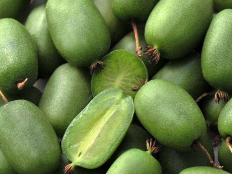 Актинидия купить саженцы из питомнике в Троицке