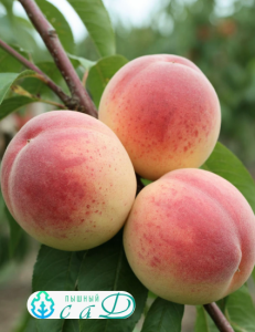 Персик "ФЛАМИНГО"  (срок созревания - август)